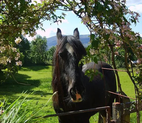 Oda ve Kahvaltı Carriglea House 3*