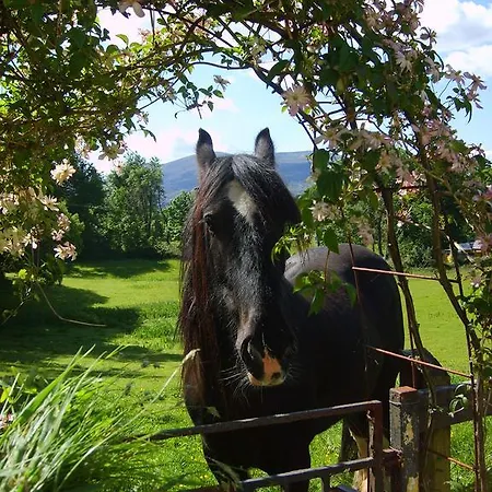 Bed & Breakfast Carriglea House 3*